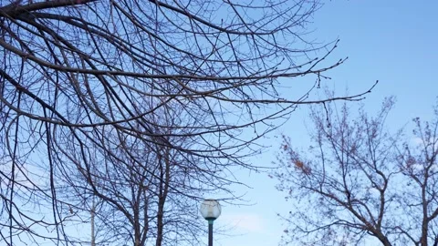 Winter tree branches in a park with no leaves and blue sky background. Stock Footage 145736233