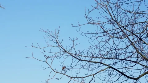 Winter tree branches in a park with no leaves and blue sky background. Stock Footage 147315597