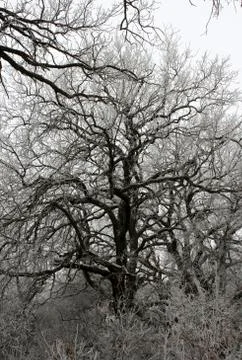 Winter tree branches 写真素材