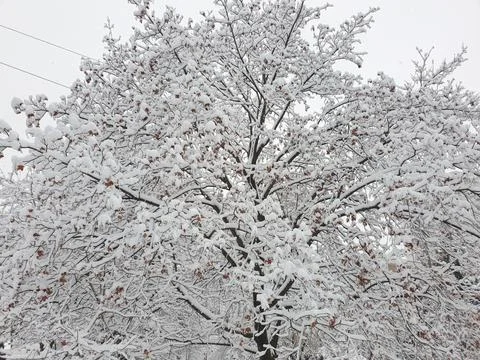 Winter tree, branches in snow Stock Photos