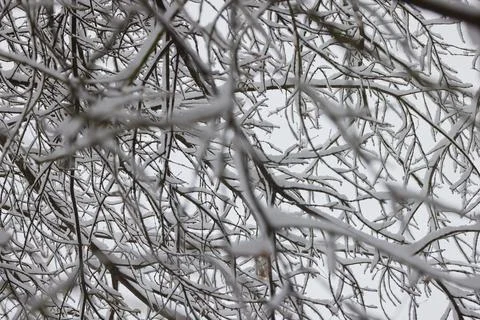 Winter tree branches under snow Stock Photos