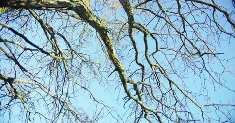 Winter tree in Branford, Connecticut. Stock Footage 73337021