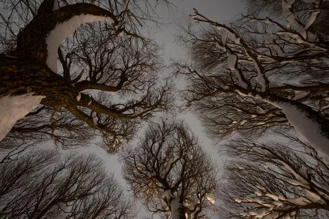 Winter Tree Canopy From Below Stock Photos