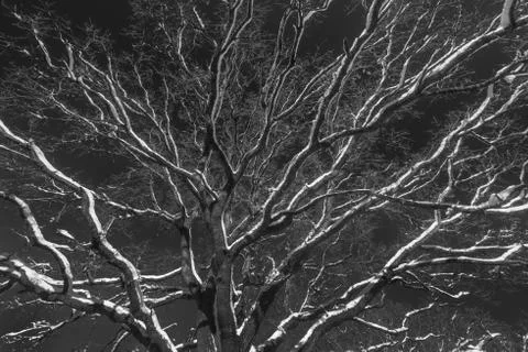 Winter tree canopy Foto stock