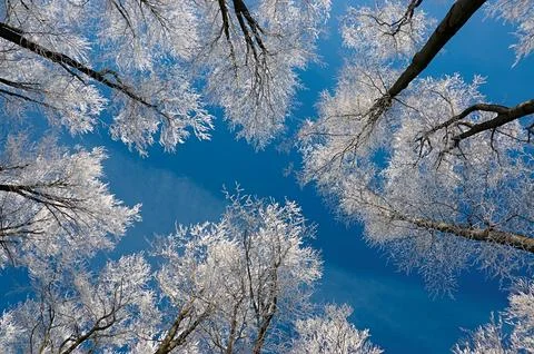Winter Tree Canopy Upward View Photography Frost Covered Branches Against Sky 스톡 사진