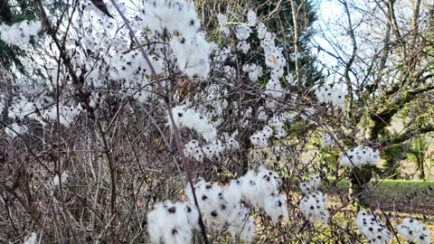 Winter tree clematis vitalba 動画素材 274137022