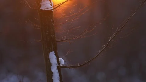 Winter tree closeup in sunset. Beautiful background. Stock Footage 157853584