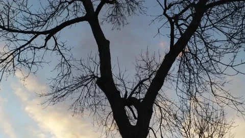 Winter tree with cloudy sky - Drone camera moves up and forward Stock Footage 137886664