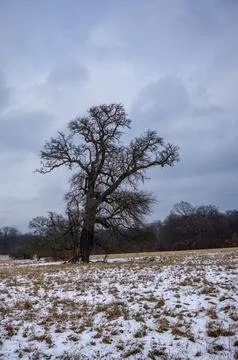 Winter Tree, Cloudy Sky Stock Photos