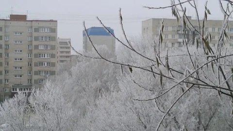 Winter tree covered with frost. Falling snow. Christmas background. Stock Footage 82373652