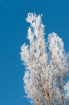 The winter tree covered with hoarfrost against the dark blue sky Stock Photos
