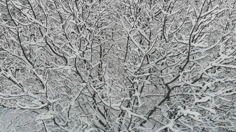 Winter tree covered with snow - beautiful weather Stock Footage 167143284