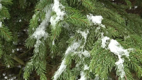 Winter tree covered with snow. Tree branch covered with snow. Stock Footage 86123855