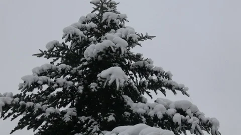 Winter tree covered with snow. Tree branch covered with snow. Stock Footage 100182930