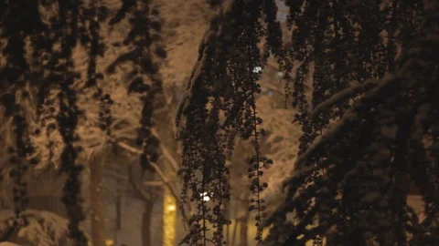 Winter Tree Crown at Night Stock Footage 101000197