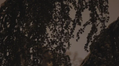 Winter Tree Crown at Night Stock Footage 101000742