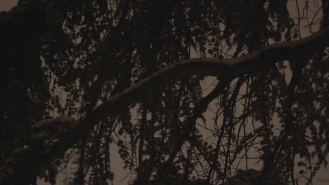 Winter Tree Crown at Night Stock Footage 101000983