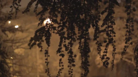 Winter Tree Crown at Night Stock Footage 101001887