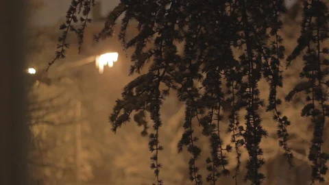 Winter Tree Crown at Night Stock Footage 101002247