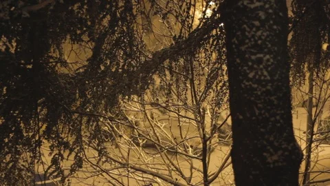 Winter Tree Crown at Night Stock Footage 101004667