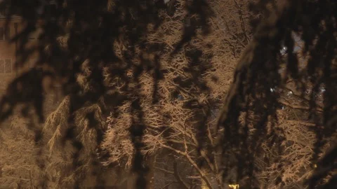 Winter Tree Crown at Night Stock Footage 101005393