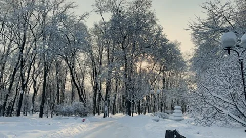 Winter tree crowns and branches covered with snow, beautiful winter view 库存影片 329249871
