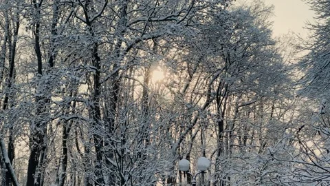 Winter tree crowns and branches covered with snow, beautiful winter view Stock Footage 329249891