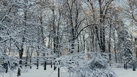 Winter tree crowns and branches covered with snow, beautiful winter view Stock Footage 329249904