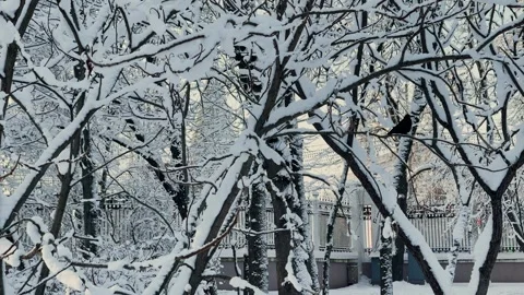 Winter tree crowns and branches covered with snow, beautiful winter view Stock Footage 329249908