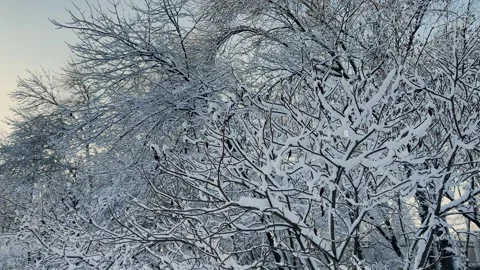 Winter tree crowns and branches covered with snow, beautiful winter view Stock Footage 329249923