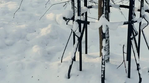 Winter tree crowns and branches covered with snow, beautiful winter view Stock Footage 329249935