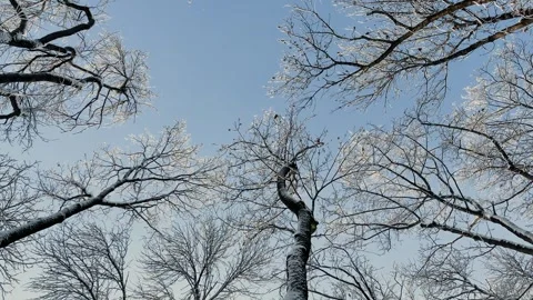 Winter tree crowns and branches covered with snow, beautiful winter view Stock Footage 329249971