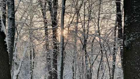 Winter tree crowns and branches covered with snow, beautiful winter view Stock Footage 329249984