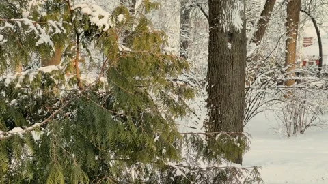 Winter tree crowns and branches covered with snow, beautiful winter view Stock Footage 329249994