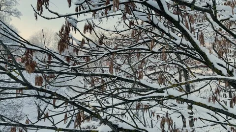 Winter tree crowns and branches covered with snow, beautiful winter view Stock Footage 329250033