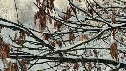 Winter tree crowns and branches covered with snow, beautiful winter view Stock Footage 329250040