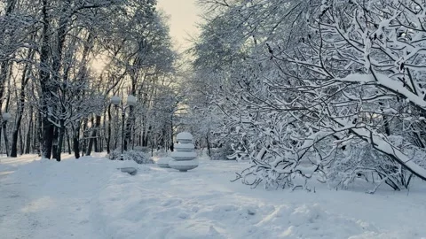 Winter tree crowns and branches covered with snow, beautiful winter view Video stock 329250056