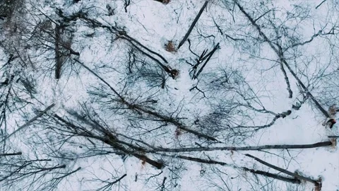 Winter Tree Cutting Workers in Snowy Forest Video stock 307892631