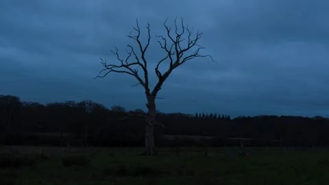 Winter tree at dim evening night, Lonely Bare Tree at Dusk 動画素材 321466629