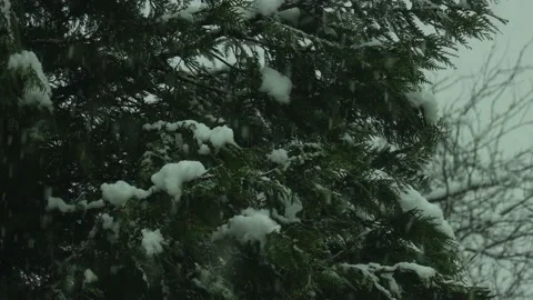 Winter Tree during Heavy Snow Stock Footage 146142870