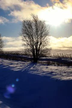 Winter tree in a field Stock Photos