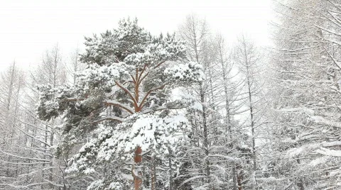 Winter tree Video stock 602583