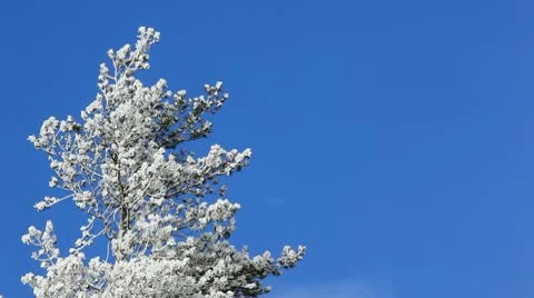 Winter tree Stock Footage 10304318