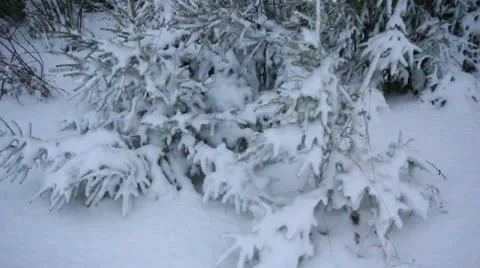 Winter Tree Stock Footage 10587767