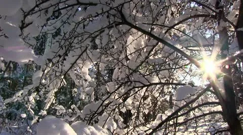 Winter tree Stock Footage 10720134