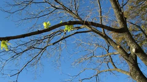 Winter tree Video stock 12693061