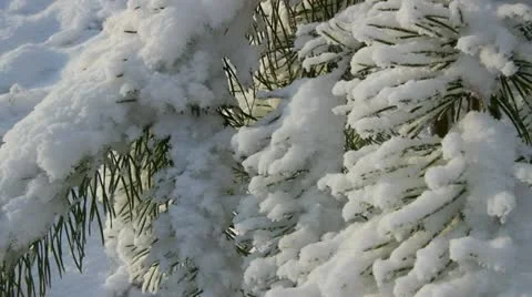 Winter tree. Stockbeeldmateriaal 12756629