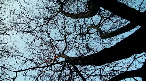 Winter tree Stock Footage 44641910