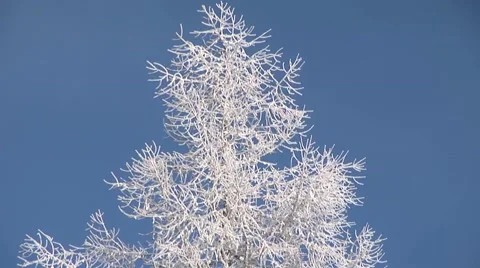 Winter Tree Stock Footage 44781765