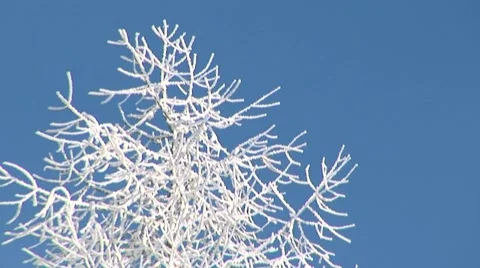 Winter Tree Stock Footage 44781904